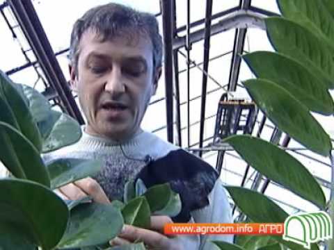 Нажмите, чтобы запустить видео