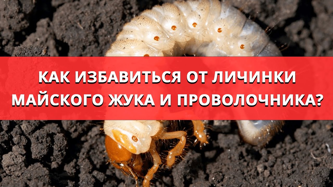 Нажмите, чтобы запустить видео
