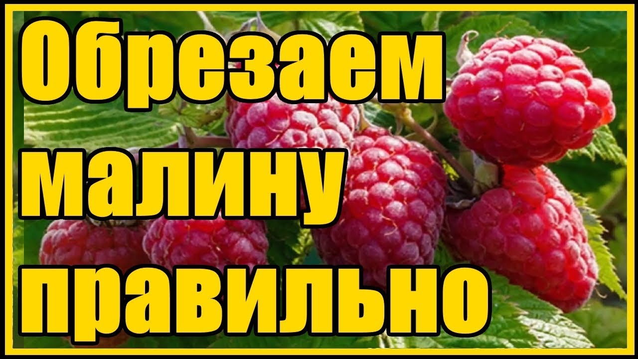 Нажмите, чтобы запустить видео