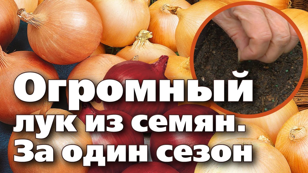 Нажмите, чтобы запустить видео