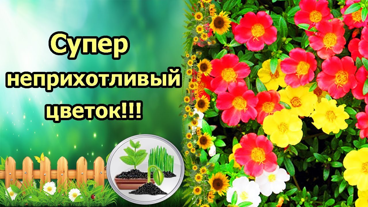 Нажмите, чтобы запустить видео