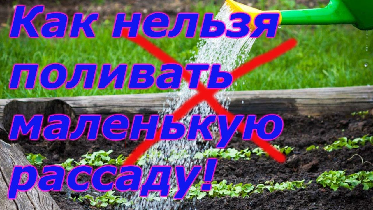 Нажмите, чтобы запустить видео