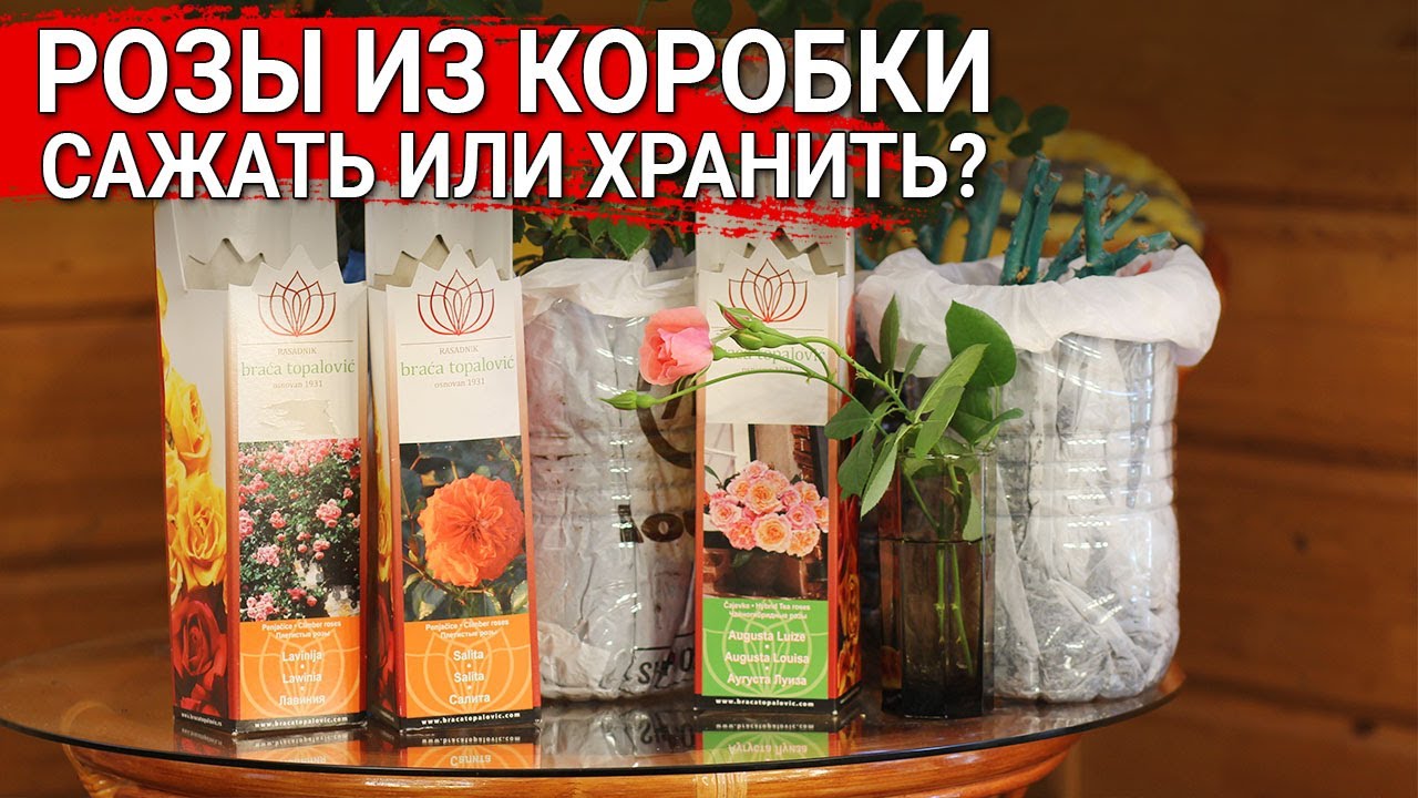 Нажмите, чтобы запустить видео
