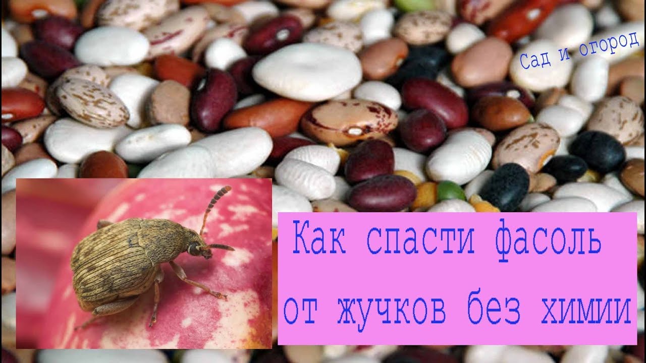 Нажмите, чтобы запустить видео