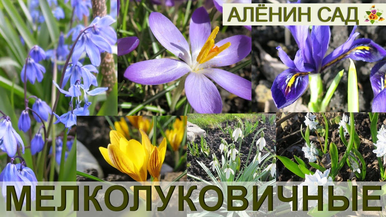 Нажмите, чтобы запустить видео