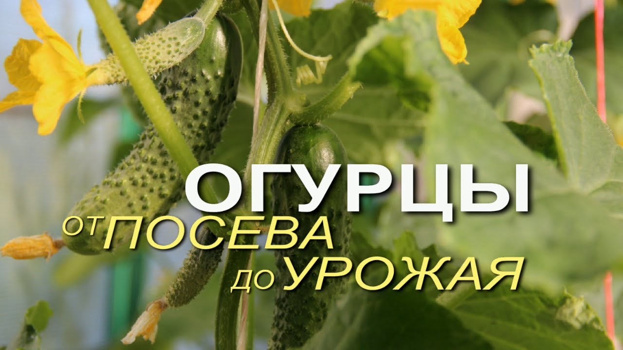 Нажмите, чтобы запустить видео