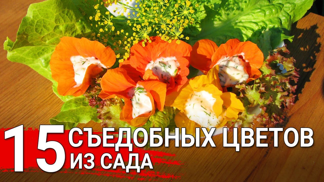 Нажмите, чтобы запустить видео