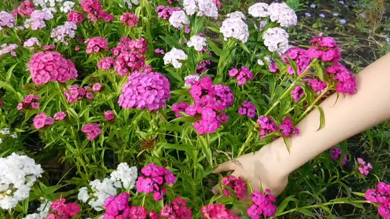 Нажмите, чтобы запустить видео