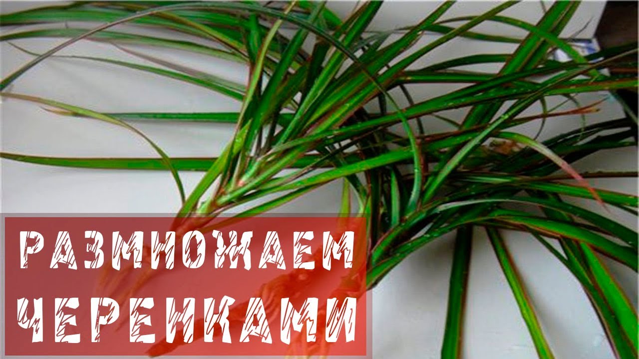 Нажмите, чтобы запустить видео
