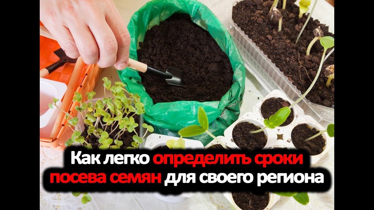 Нажмите, чтобы запустить видео