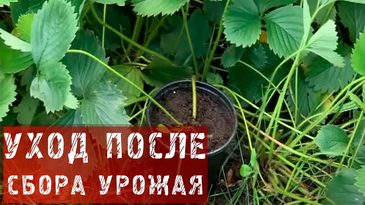 Нажмите, чтобы запустить видео