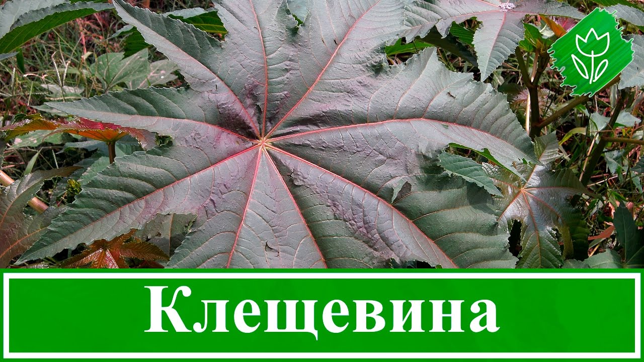 Нажмите, чтобы запустить видео