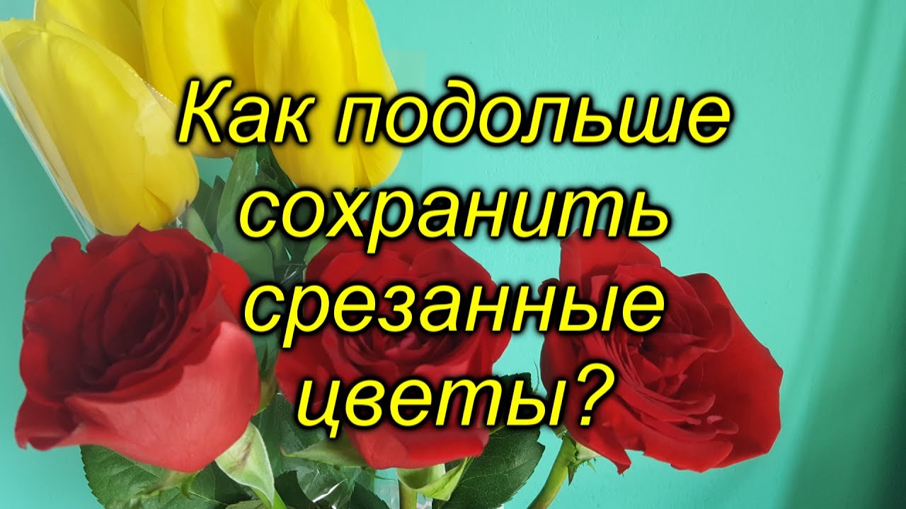 Нажмите, чтобы запустить видео