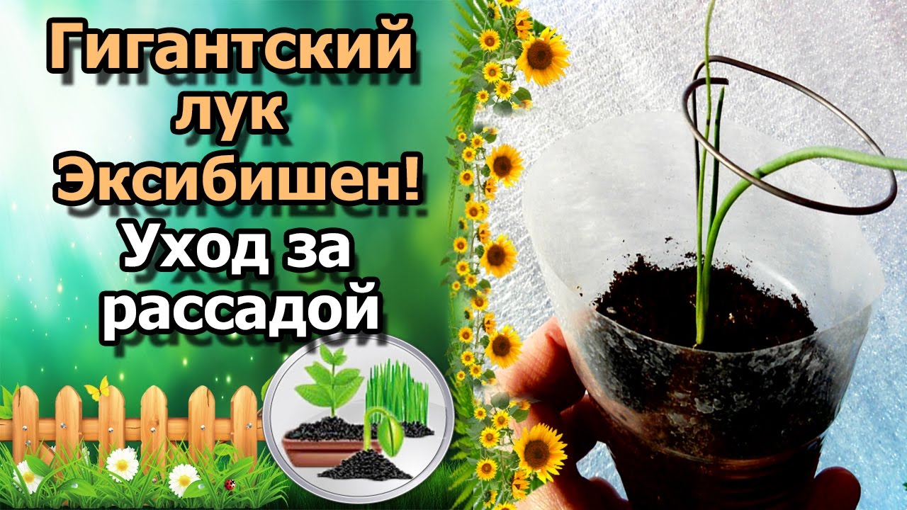 Нажмите, чтобы запустить видео