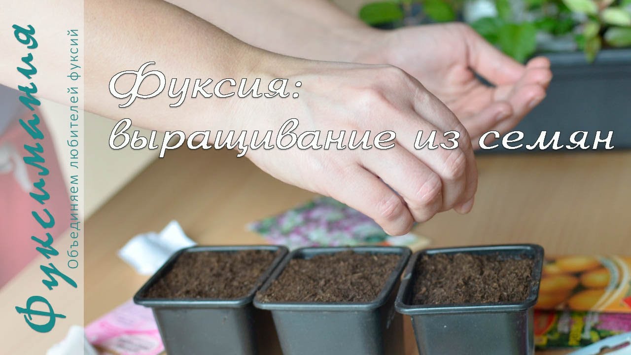 Нажмите, чтобы запустить видео