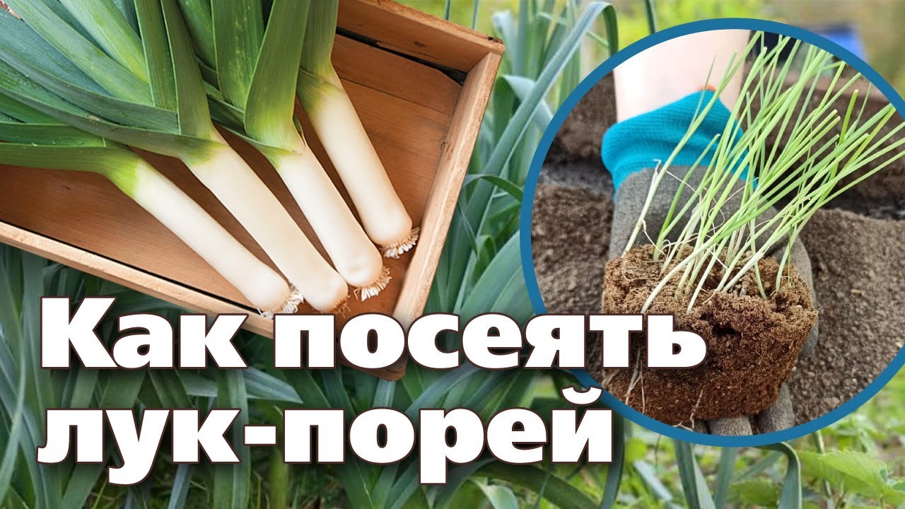 Нажмите, чтобы запустить видео
