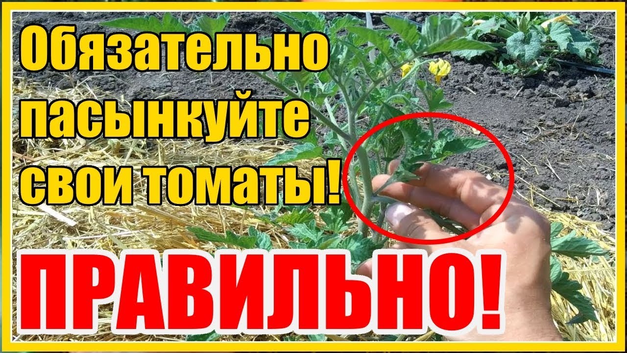 Нажмите, чтобы запустить видео