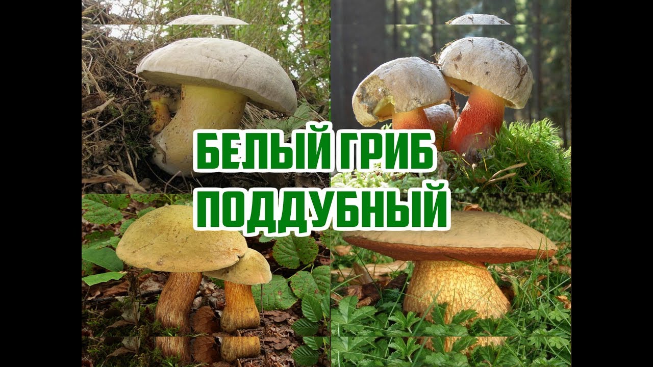 Нажмите, чтобы запустить видео