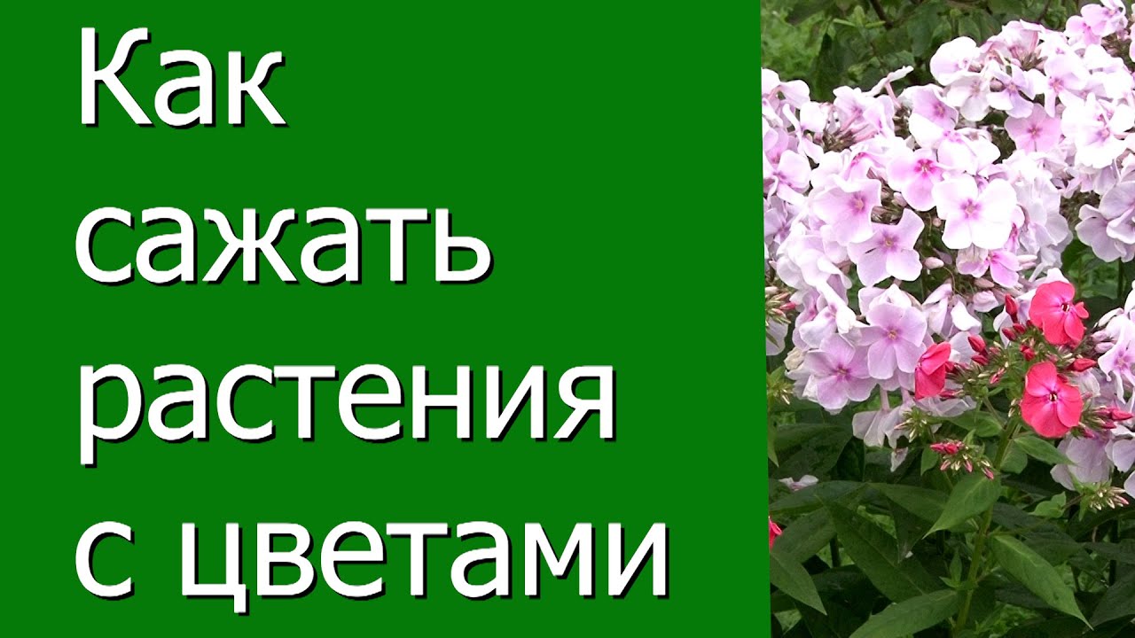 Нажмите, чтобы запустить видео