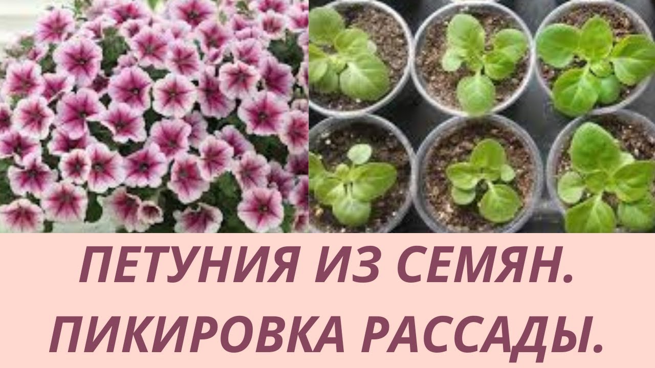 Нажмите, чтобы запустить видео
