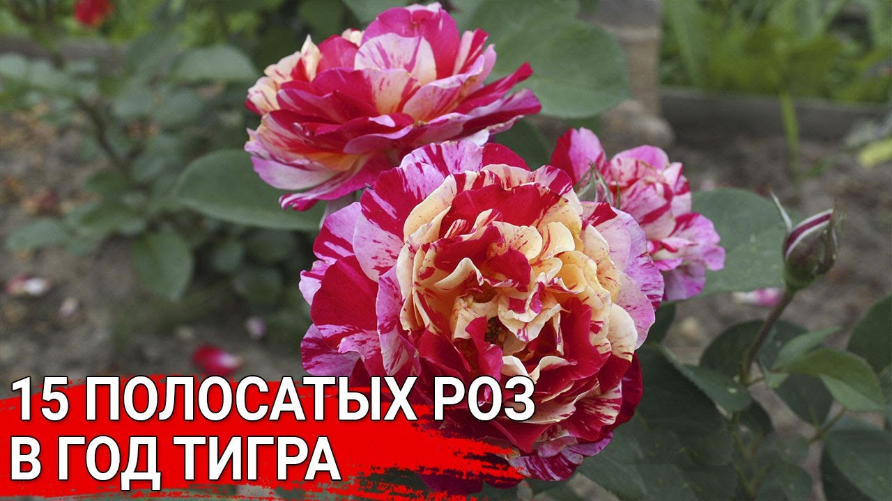 Нажмите, чтобы запустить видео