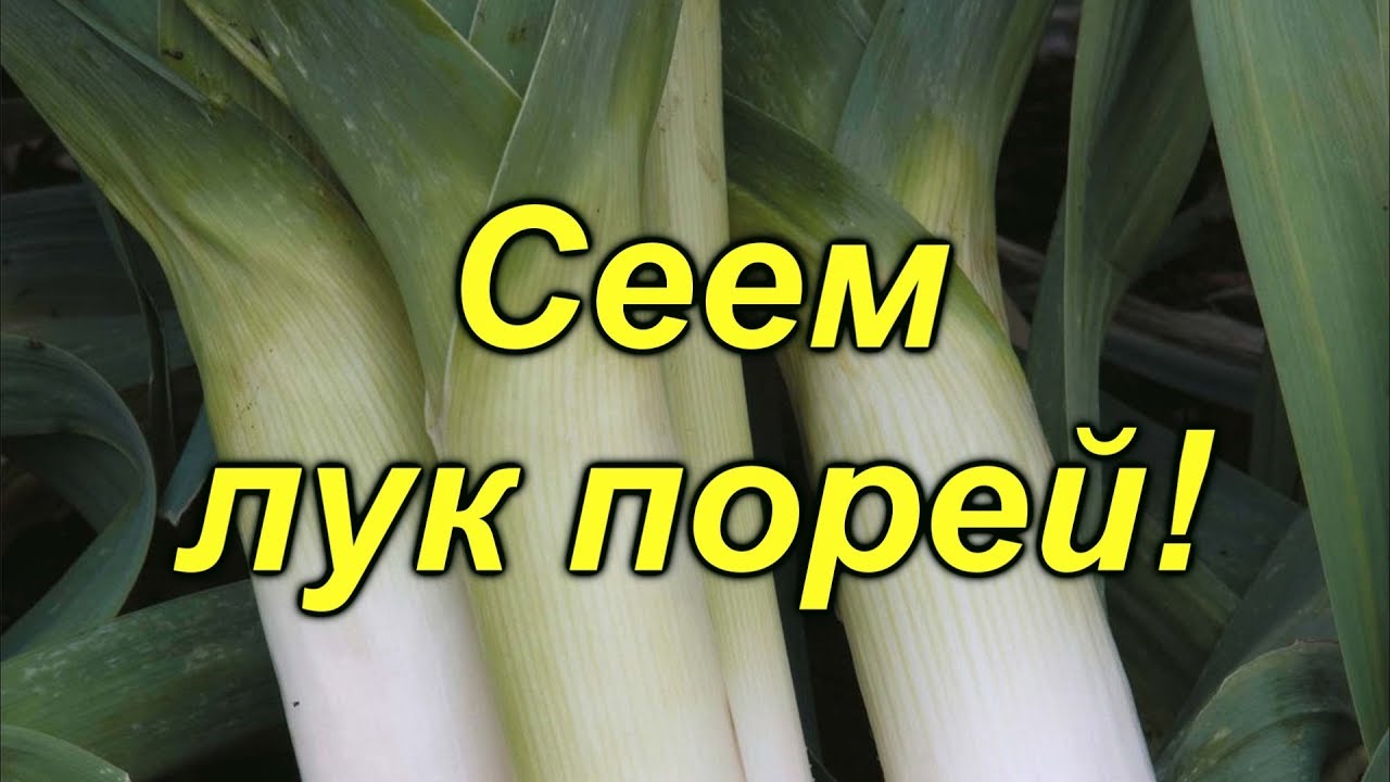 Нажмите, чтобы запустить видео