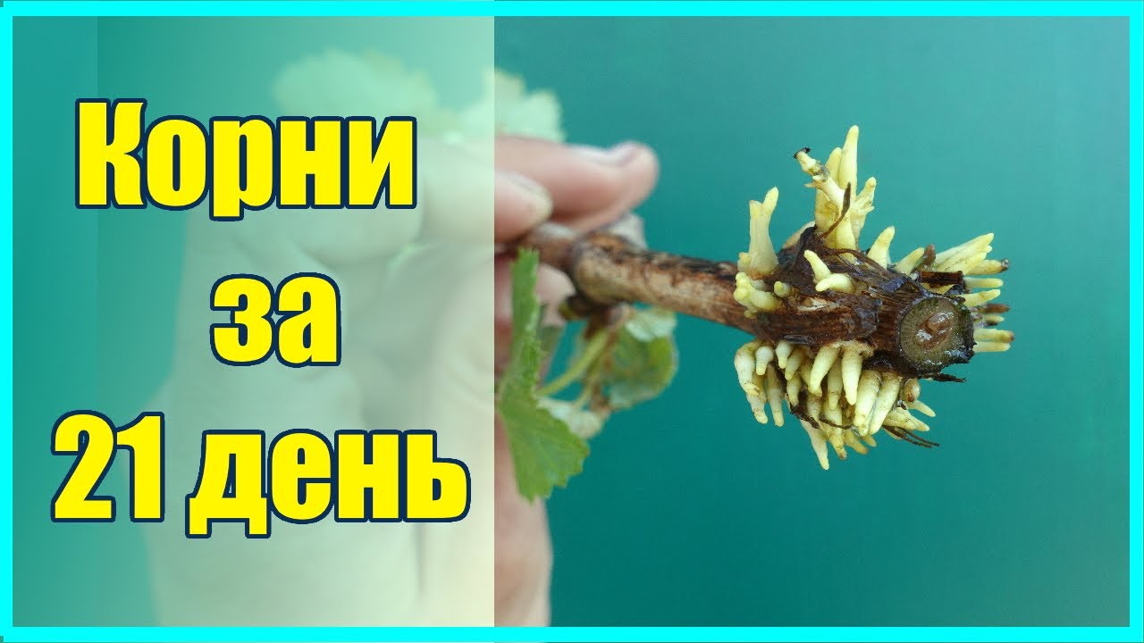 Нажмите, чтобы запустить видео