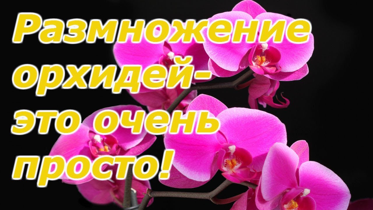 Нажмите, чтобы запустить видео