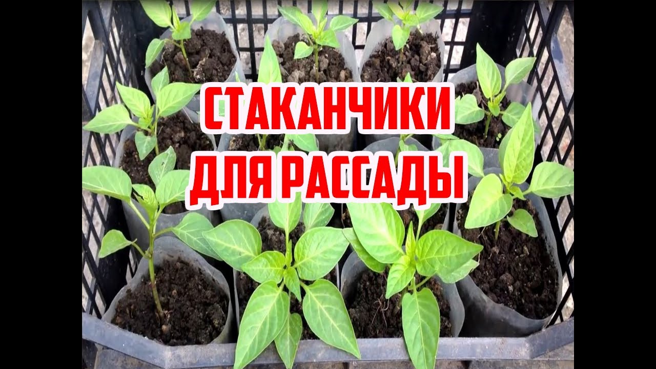 Нажмите, чтобы запустить видео