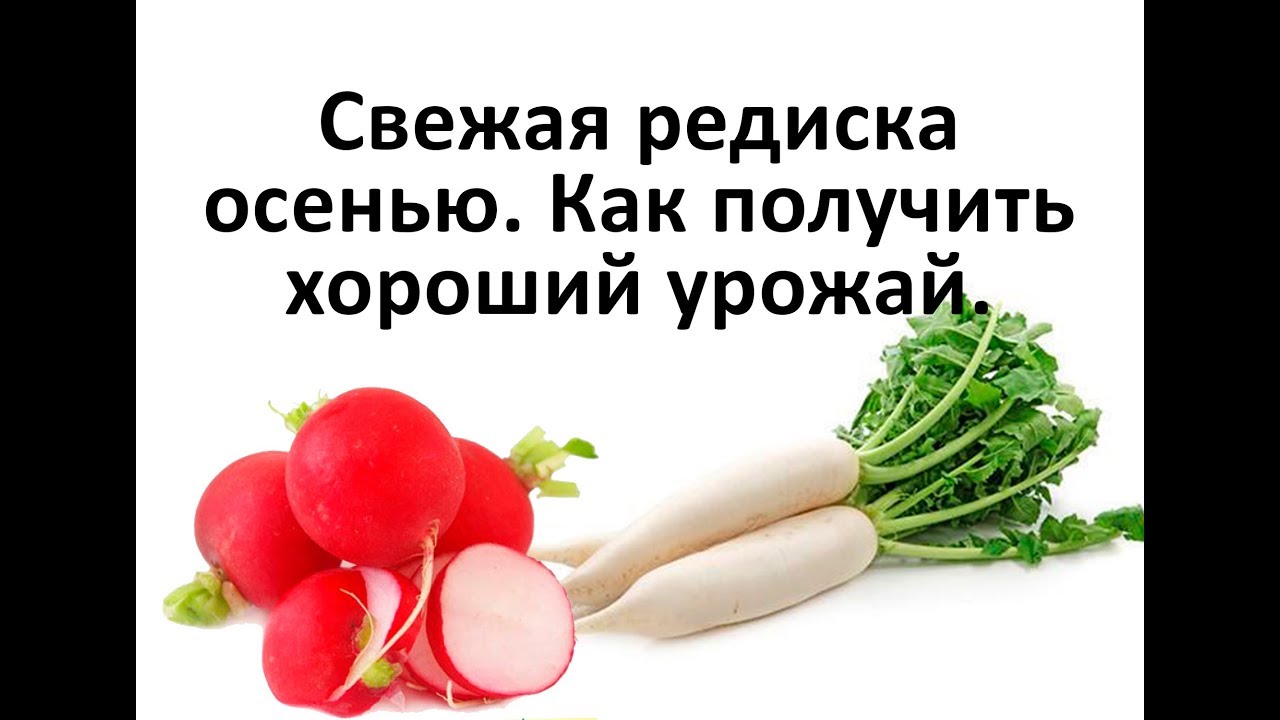 Нажмите, чтобы запустить видео