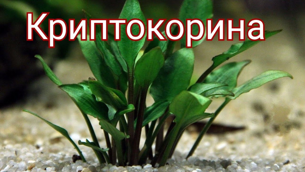 Нажмите, чтобы запустить видео