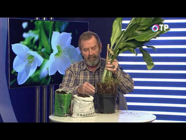 Нажмите, чтобы запустить видео