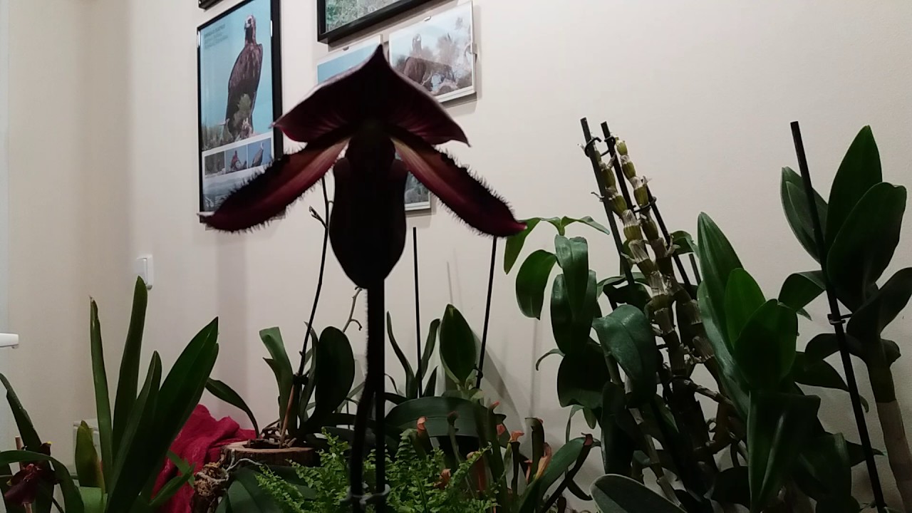 Нажмите, чтобы запустить видео