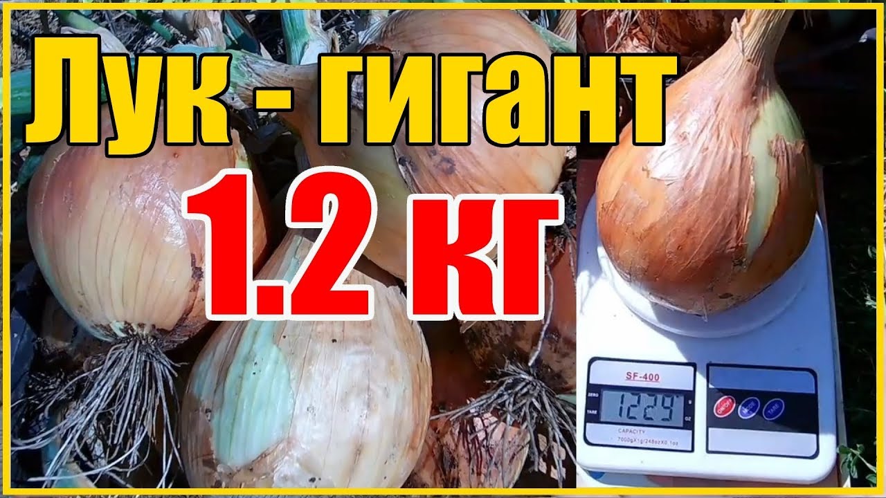 Нажмите, чтобы запустить видео