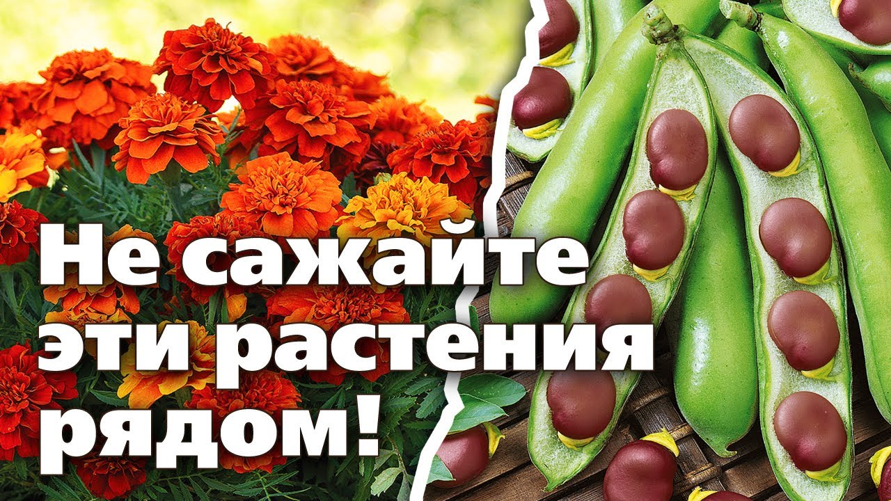 Нажмите, чтобы запустить видео