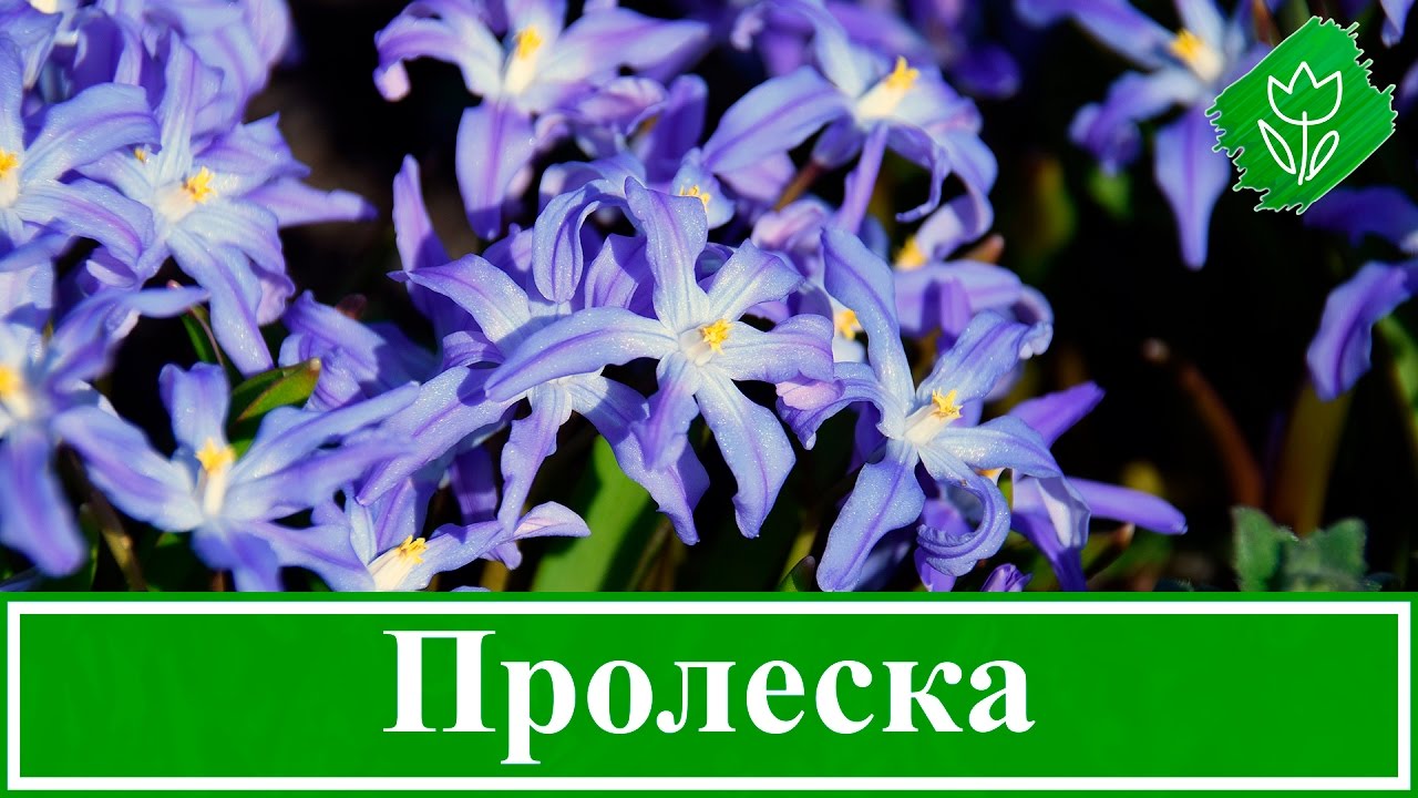 Нажмите, чтобы запустить видео