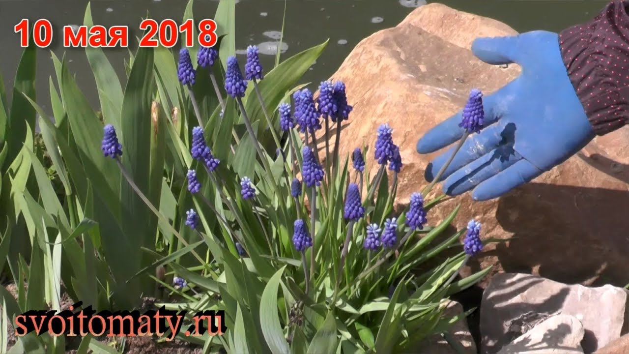 Нажмите, чтобы запустить видео