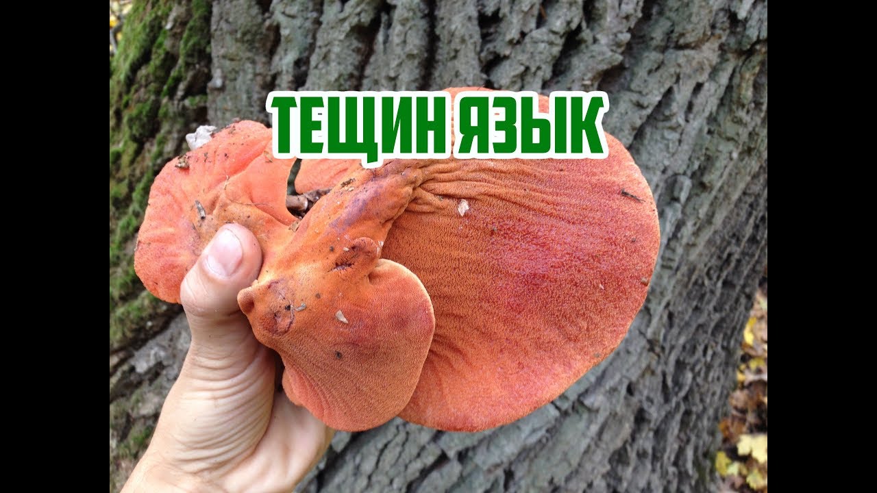 Нажмите, чтобы запустить видео