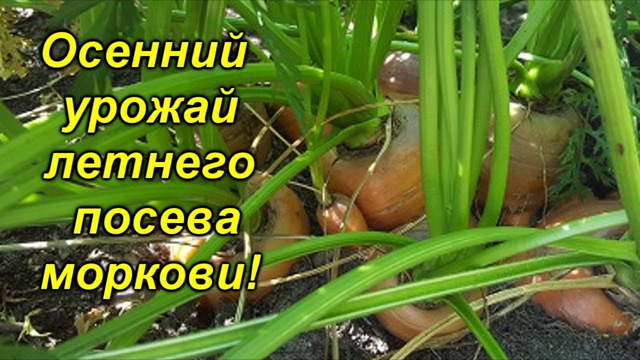 Нажмите, чтобы запустить видео