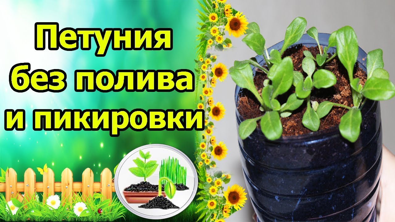 Нажмите, чтобы запустить видео