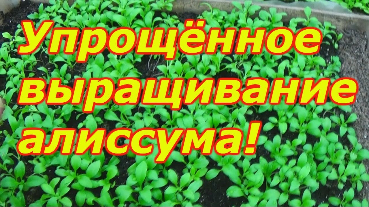 Нажмите, чтобы запустить видео
