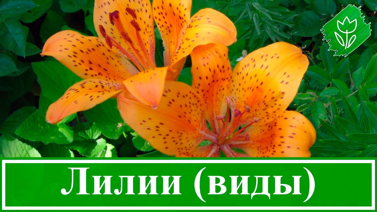 Нажмите, чтобы запустить видео