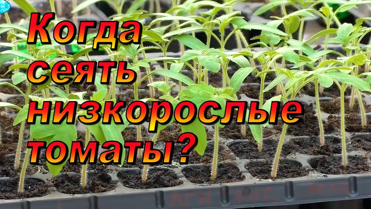 Нажмите, чтобы запустить видео