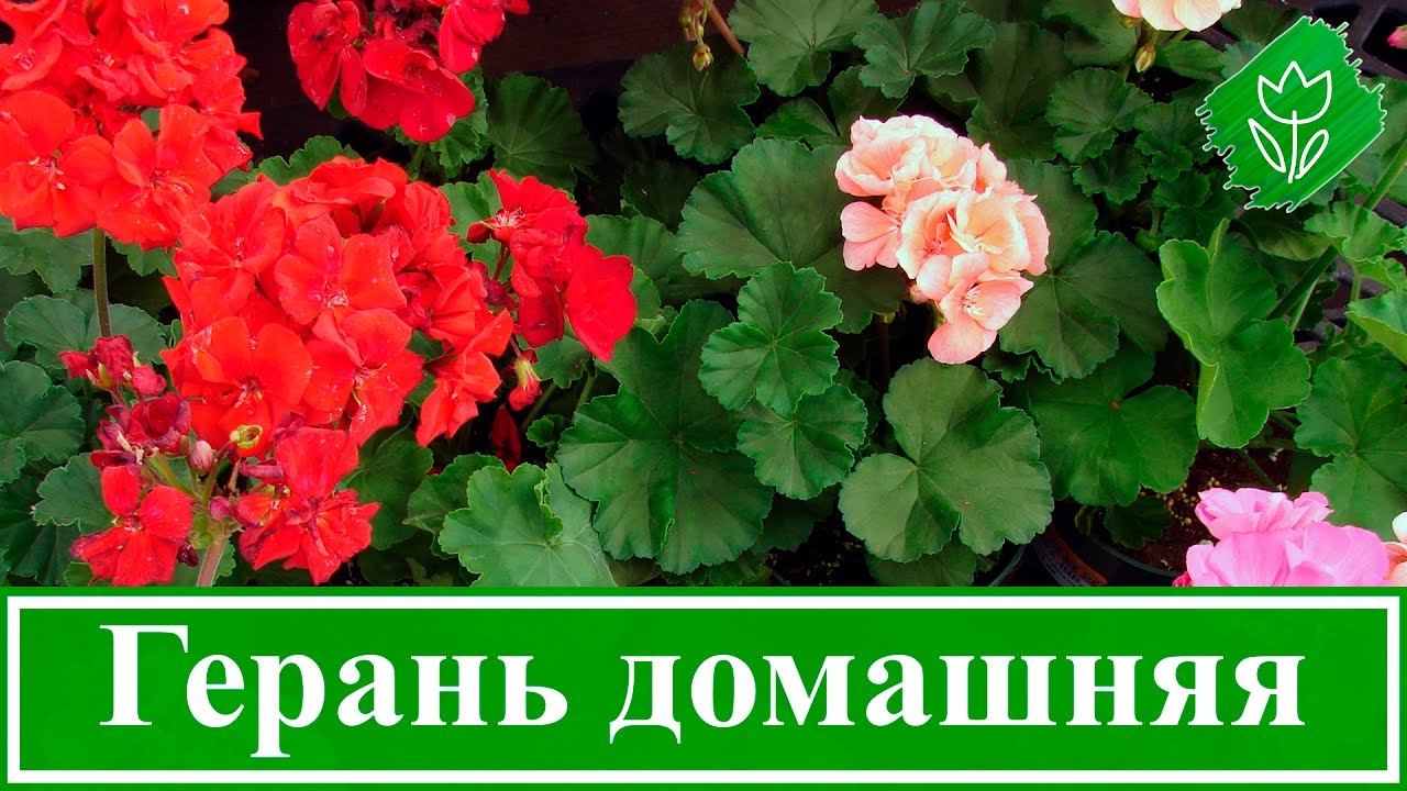 Нажмите, чтобы запустить видео