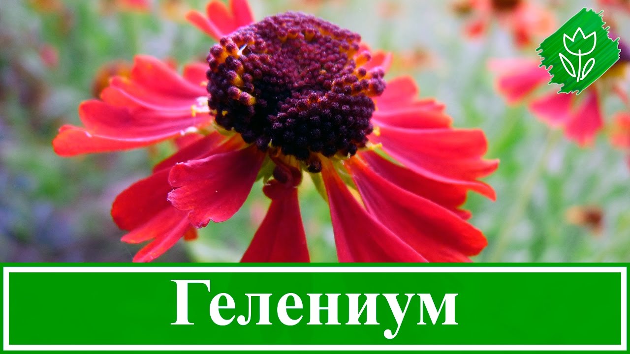 Нажмите, чтобы запустить видео