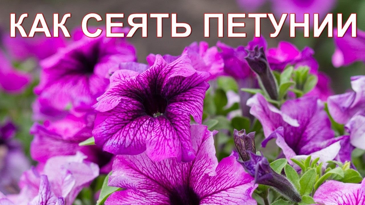 Нажмите, чтобы запустить видео