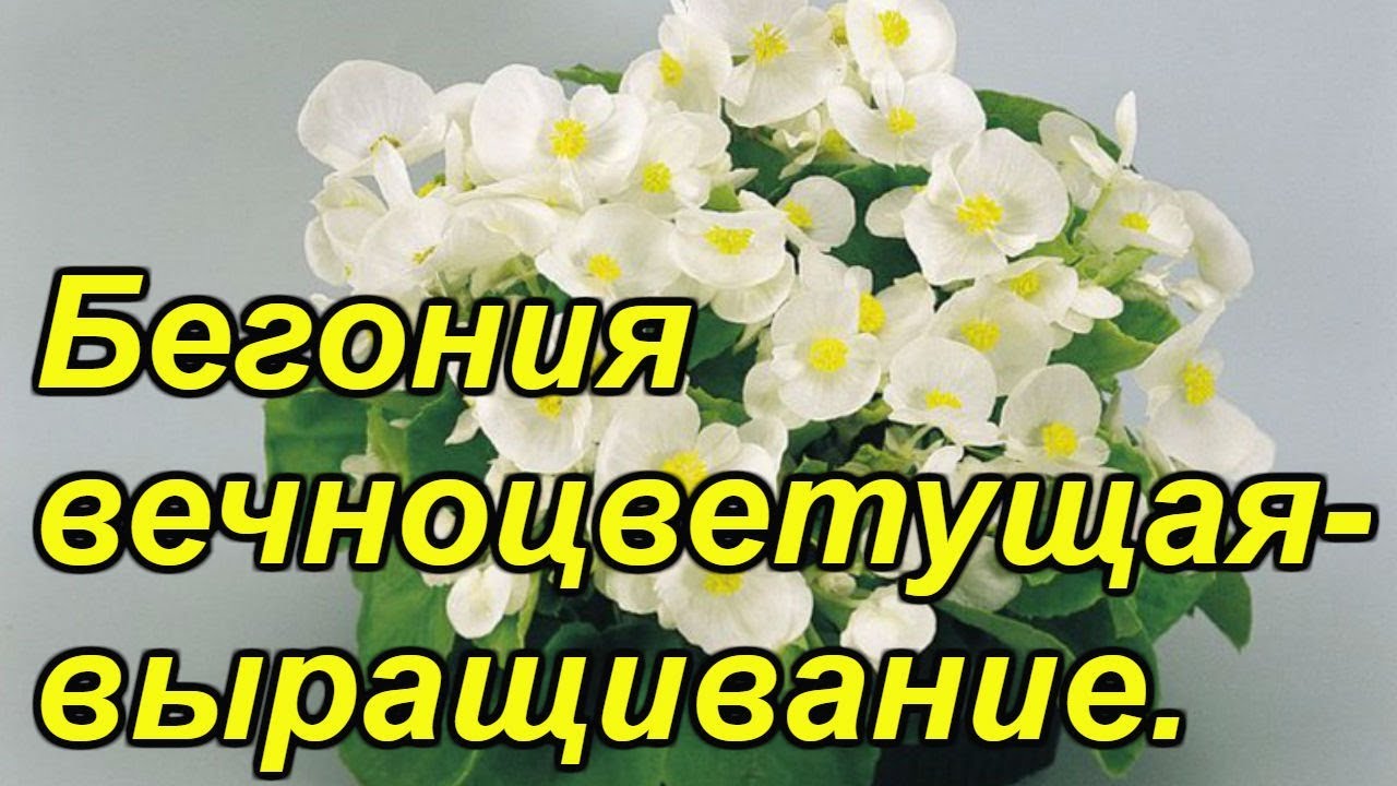 Нажмите, чтобы запустить видео