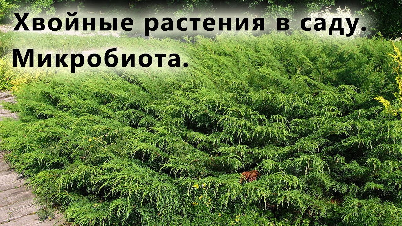 Нажмите, чтобы запустить видео