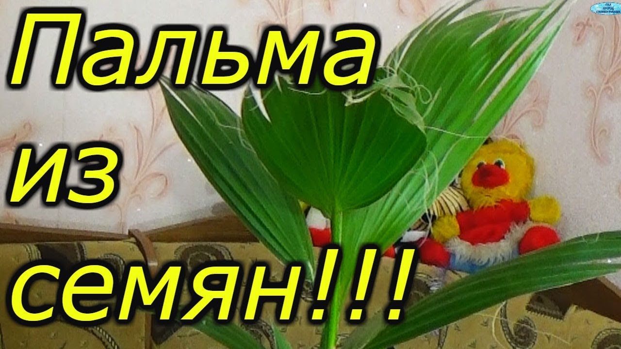 Нажмите, чтобы запустить видео