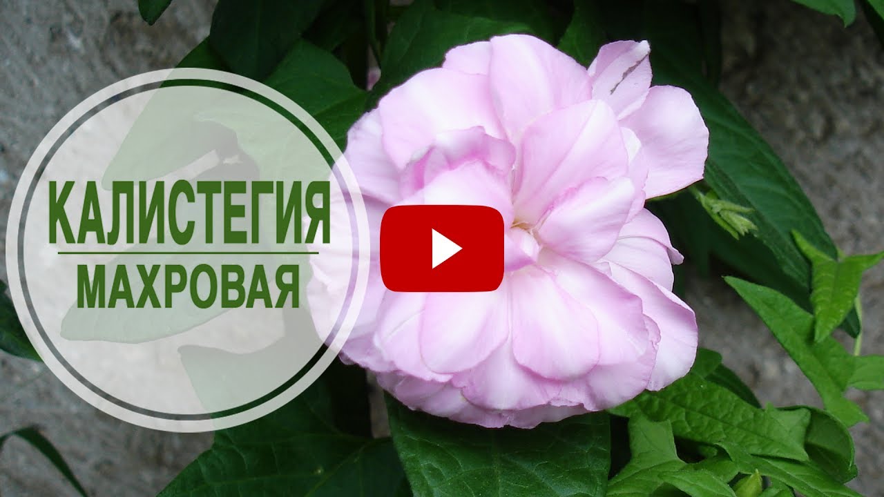Нажмите, чтобы запустить видео